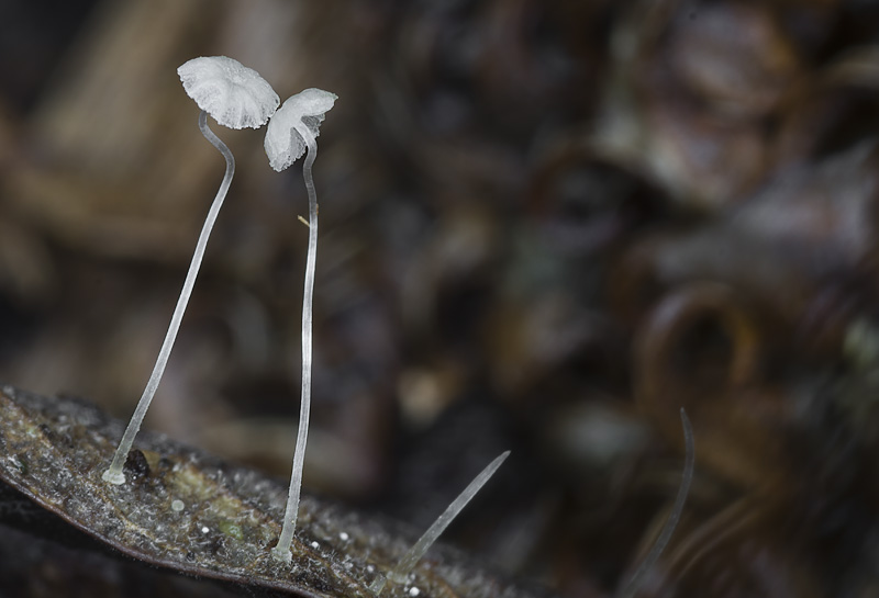 Mycena mucor